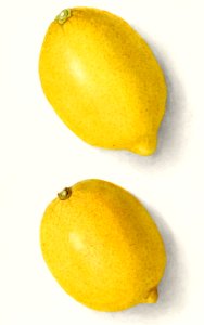Lemons (Citrus Limon) (1910) by Ellen Isham Schutt.. Free illustration for personal and commercial use.