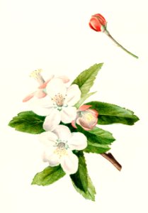 Crab Apple Flower (Malus) (1910) by James Mrion Shull.