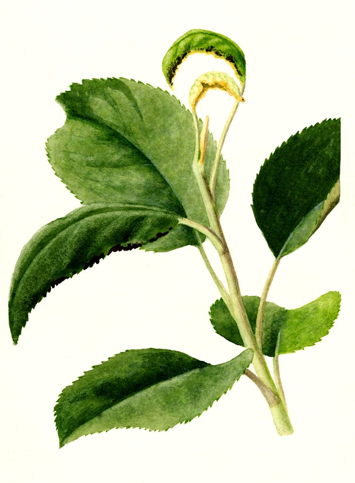 Apple Leaves (Malus Domestica) (1910) by James Marion Shull.