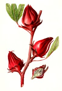 Roselle (Hibiscus Sabdariffa) (1906) by Deborah Griscom Passmore.. Free illustration for personal and commercial use.