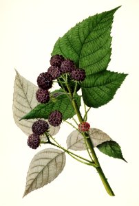 Black Raspberries (Rubus Occidentalis) (1893) by William Henry Prestele.. Free illustration for personal and commercial use.