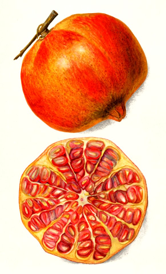 Pomegranates (Punica Granatum) by Amanda Almira Newton (ca. 1860–1943).