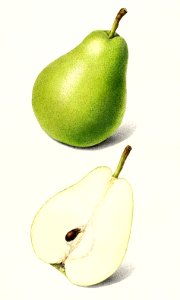 Pear (Pyrus Communis) (1916) by Royal Charles Steadman.. Free illustration for personal and commercial use.