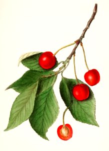 Cherries (Prunus Avium) (1911) by Ellen Isham Schutt.. Free illustration for personal and commercial use.