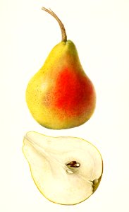 Pear (Pyrus Communis) (1904) by Deborah Griscom Passmore.. Free illustration for personal and commercial use.