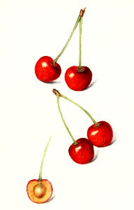Cherries (Prunus Avium) (1916) by Mary Daisy Arnold.. Free illustration for personal and commercial use.
