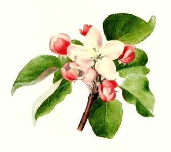 Apple Blossom (Malus Domestica) (1910) by James Marion Shull.. Free illustration for personal and commercial use.