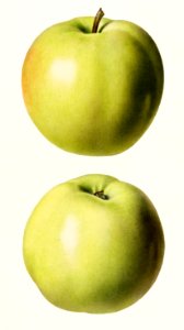 Apples (Malus Domestica) (1920) by Royal Charles Steadman.. Free illustration for personal and commercial use.