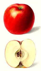 Apples (Malus Domestica) (1897) by Deborah Griscom Passmore.. Free illustration for personal and commercial use.