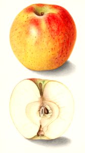 Apples (Malus Domestica) (1905) by Ellen Isham Schutt.. Free illustration for personal and commercial use.