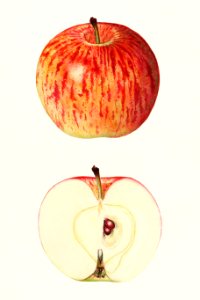 Apples (Malus Domestica) (1929) by Mary Daisy Arnold.. Free illustration for personal and commercial use.