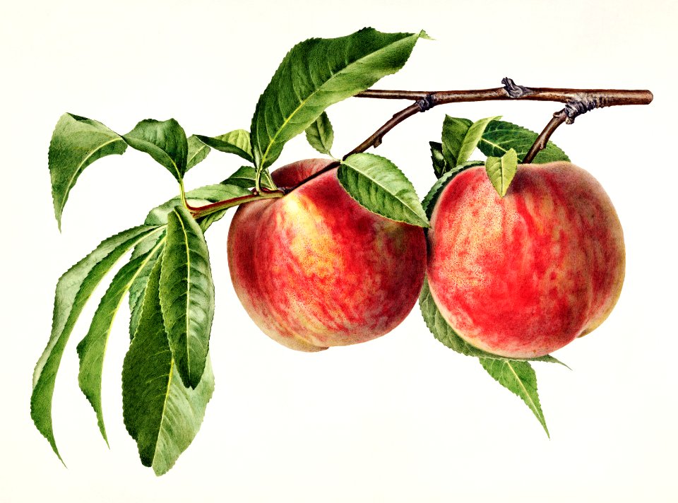 Peaches (Prunus Persica) (1919) by Royal Charles Steadman.