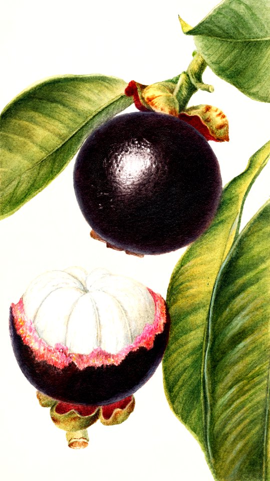 Mangosteens (Garcinia Mangostana) (1904) by Deborah Griscom Passmore.