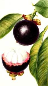 Mangosteens (Garcinia Mangostana) (1904) by Deborah Griscom Passmore.. Free illustration for personal and commercial use.