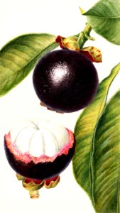 Mangosteens (Garcinia Mangostana) (1904) by Deborah Griscom Passmore.