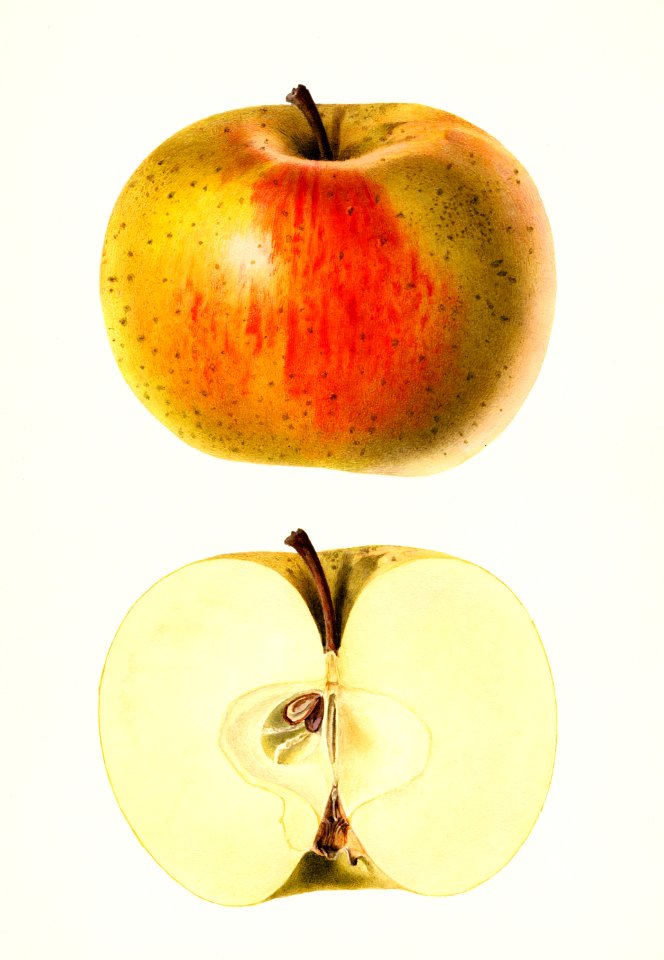 Apples (Malus Domestica) (1927) by Royal Charles Steadman.