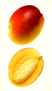 Mangoes (Mangifera Indica) (1923) by Royal Charles Steadman.. Free illustration for personal and commercial use.