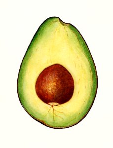 Avocado (Persea) (1916) by Amada Almira Newton.. Free illustration for personal and commercial use.
