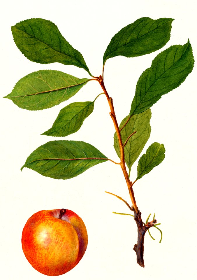 Plums (Prunus Domestica) (1893) by Deborah Griscom Passmore.