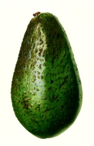Avocado (Persea) (1919) by Royal Charles Steadman.. Free illustration for personal and commercial use.