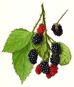 Blackberries (Rubus subg. Rubus Watson) (1912) by Ellen Isham Schutt.. Free illustration for personal and commercial use.