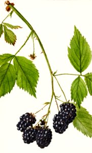 Blackberries (Rubus subg. Rubus Watson) (1904) by Deborah Griscom Passmore.. Free illustration for personal and commercial use.