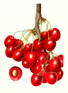 Cherries (Prunus Avium) (1907) by Deborah Griscom Passmore.. Free illustration for personal and commercial use.