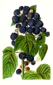 Black Raspberries (Rubus Occidentalis) (1908) by Ellen Isham Schutt.. Free illustration for personal and commercial use.