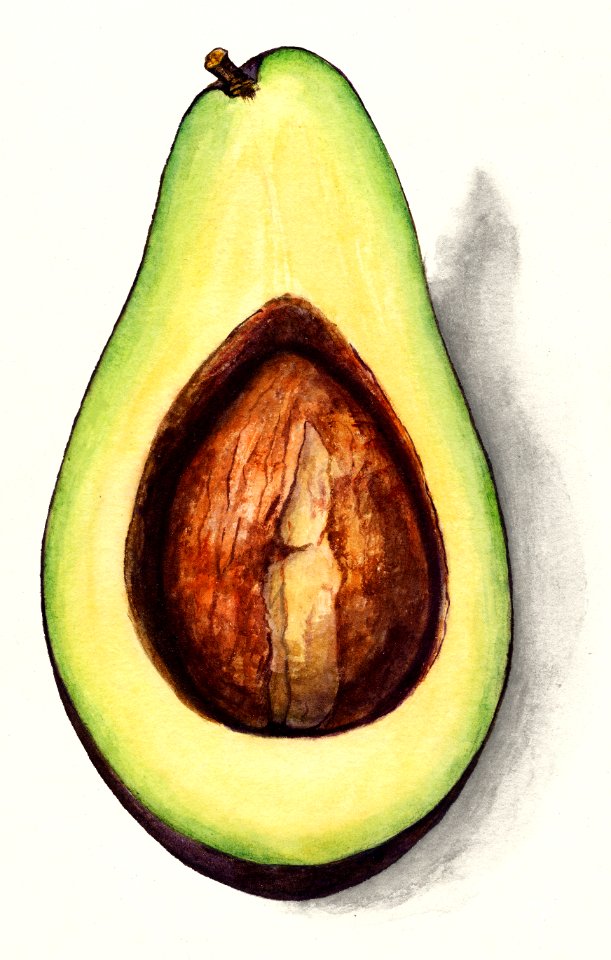 Avocado (Persea) (1916) by Amada Almira Newton.