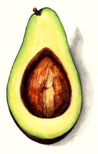 Avocado (Persea) (1916) by Amada Almira Newton.. Free illustration for personal and commercial use.