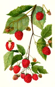 Blackberries (Rubus subg. Rubus Watson) (1910) by Amanda Almira Newton.. Free illustration for personal and commercial use.