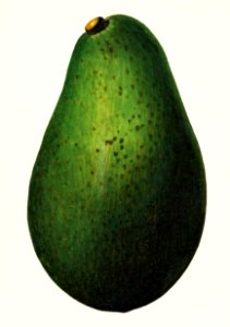 Avocado (Persea) (1916) by Amada Almira Newton.. Free illustration for personal and commercial use.