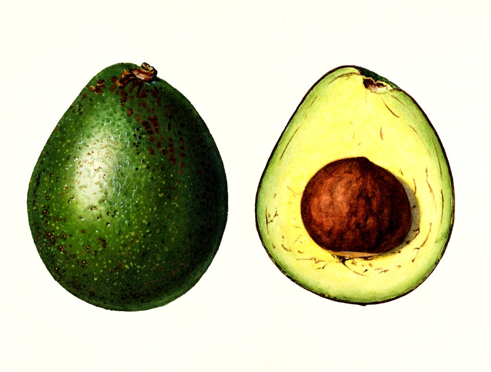 Avocado (Persea) (1916) by Amada Almira Newton.