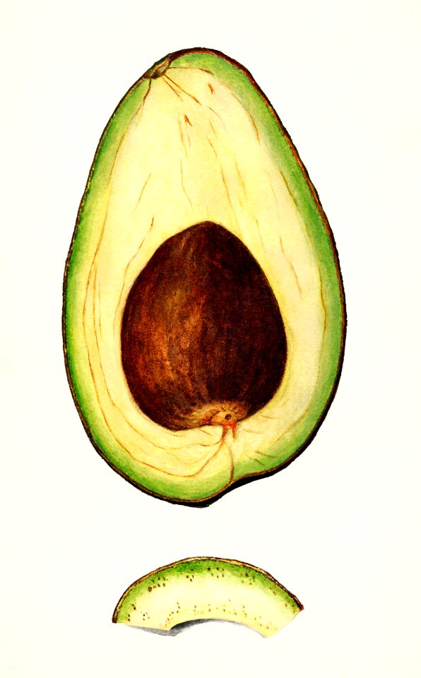 Avocado (Persea) (1916) by Amada Almira Newton.