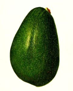Avocado (Persea) (1916) by Amanda Almira Newton.. Free illustration for personal and commercial use.