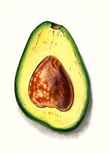 Avocado (Persa) (1912) by Ellen Isham Schutt.. Free illustration for personal and commercial use.