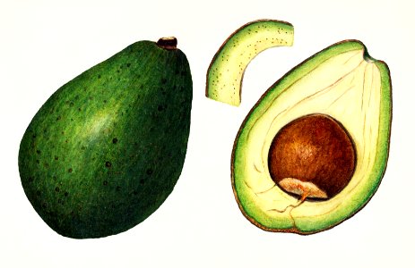 Avocado (Persea) (1916) by Amanda Almira Newton.