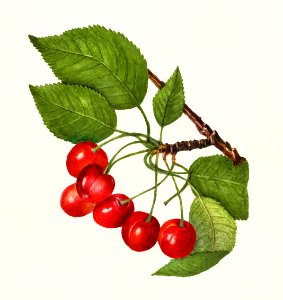 Cherries (Prunus Avium) (1922) by Amanda Almira Newton.. Free illustration for personal and commercial use.