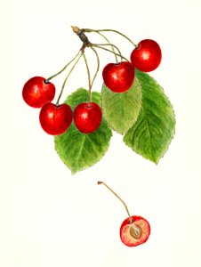 Cherries (Prunus Avium) (1915) by Harriet L. Thompson.. Free illustration for personal and commercial use.