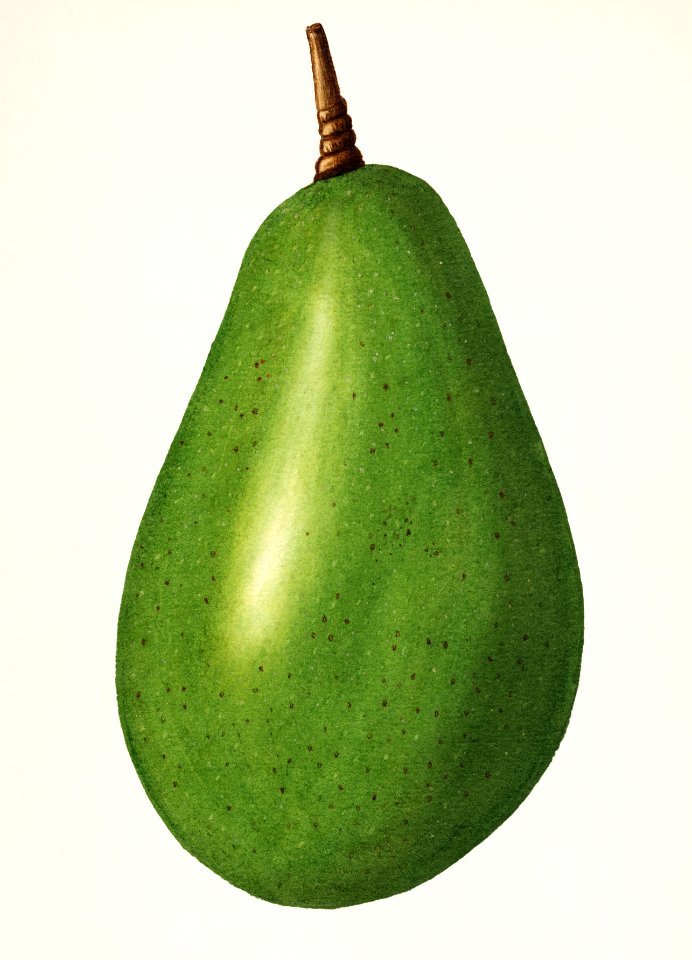 Avocado (Persea) (1916) by Amada Almira Newton.