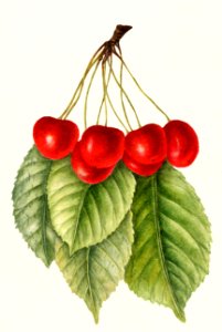 Cherries (Prunus Avium) (1963) by Bertha Heiges.. Free illustration for personal and commercial use.