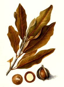 Macadamia (Macadamia Ternifolia) (1904) by Deborah Griscom Passmore.. Free illustration for personal and commercial use.