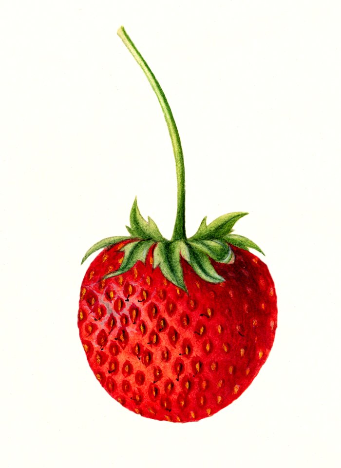 Strawberry (Fragaria) (1891) by Deborah Griscom Passmore.. Free illustration for personal and commercial use.