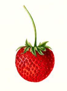 Strawberry (Fragaria) (1891) by Deborah Griscom Passmore.. Free illustration for personal and commercial use.