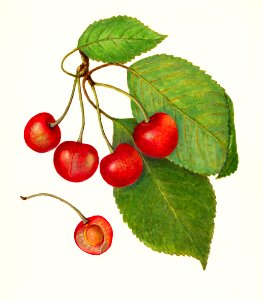 Cherries (Prunus Avium) (1915) by Amanda Almira Newton.. Free illustration for personal and commercial use.
