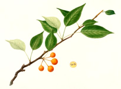 Pears (Pyrus Communis) (1921) by Royal Charles Steadman.