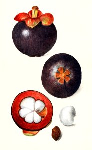 Mangosteens (Garcinia Mangostana) (1915) by Amanda Almira Newton.. Free illustration for personal and commercial use.