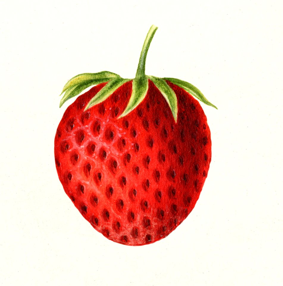 Strawberry (Fragaria) (1891) by William Henry Prestele.. Free illustration for personal and commercial use.