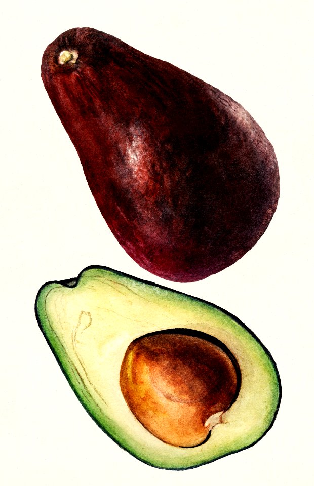 Avocado (Persea) (1916) by Amada Almira Newton.