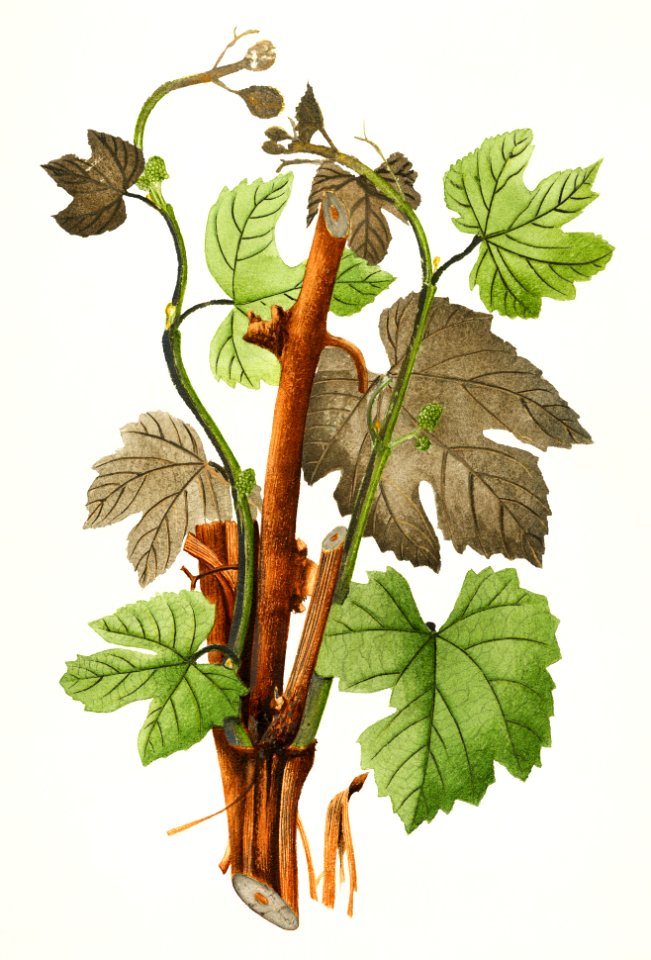 Vintage grapevines illustration.